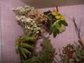 fleuriste